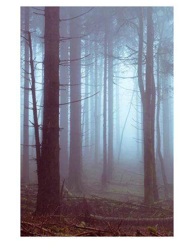 Nebel im Wald, Fotografie von Bäumen im Gegenlicht